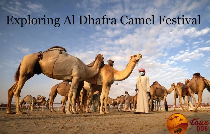 How do I get to the Al Dhafra Festival location?