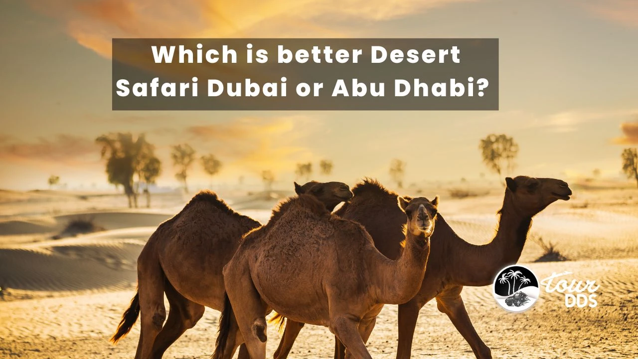 Which is better Desert Safari Dubai or Abu Dhabi? 